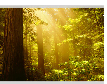 The Light Shining Through The Trees of a Lush Forest